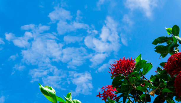 木霉属是一种天空开花植物。图片下载