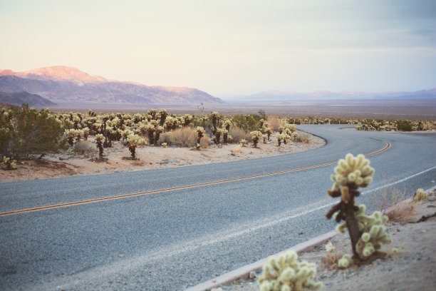空无一人的道路,仙人掌图片下载