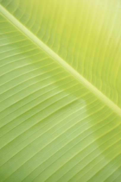 热带绿色细节香蕉叶特写图片下载