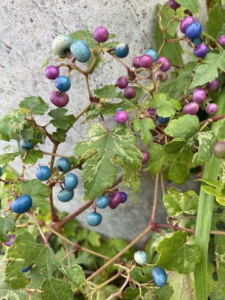 藤蔓上五颜六色的浆果图片下载
