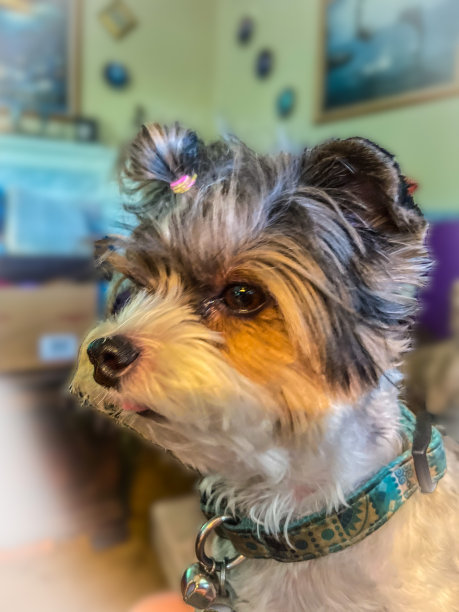 甲壳虫梗科纳图片下载