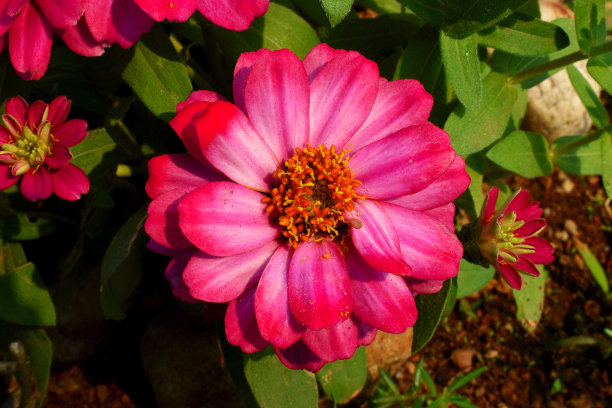 多年生牡丹花，泰国蒙帕莱区图片下载