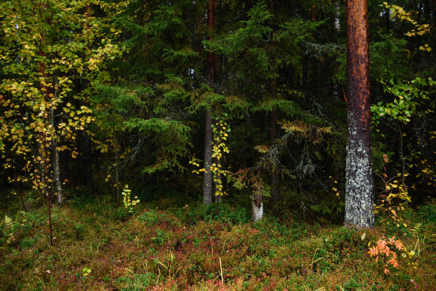 秋天的颜色。初秋五颜六色的叶子和香草。图片下载