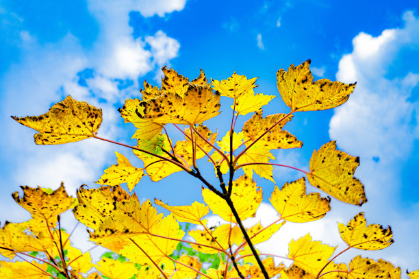 Colorfule枫图片下载