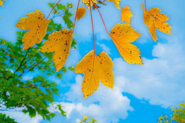 Colorfule枫图片下载