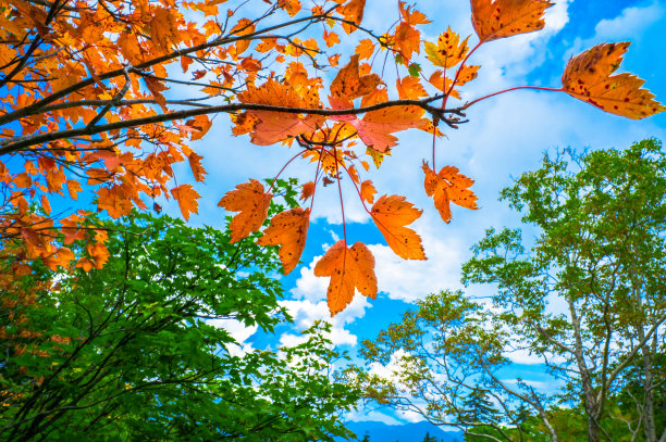 Colorfule枫图片下载