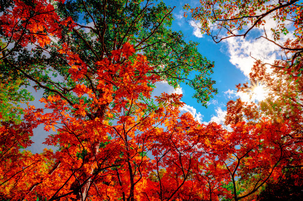 Colorfule枫图片下载