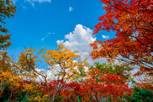 Colorfule枫图片下载