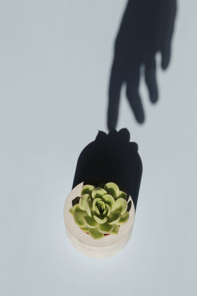 多汁的混凝土锅与手的阴影在蓝色的背景。家居装饰。最小的自然背景。花园和最小的花卉概念。图片下载