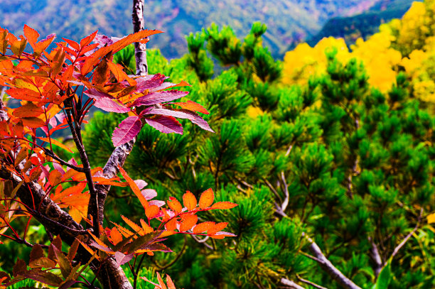 秋天的落叶图片下载