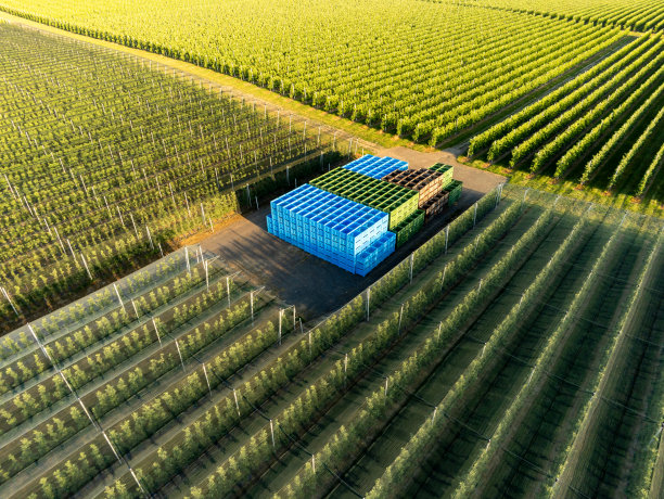 在收获季节之前，在一个巨大的果园中间有很多托盘箱图片下载