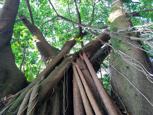 树干的树图片下载