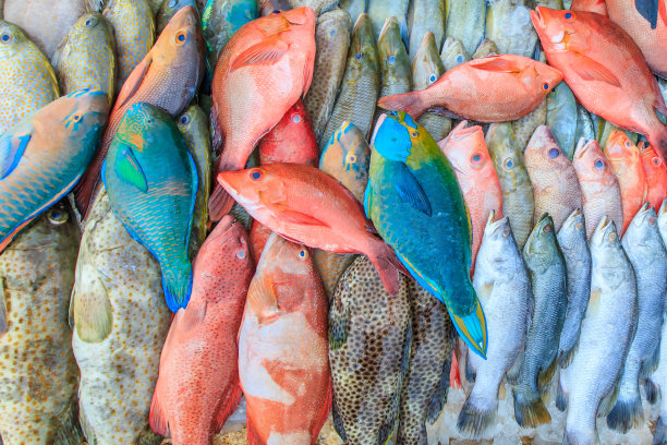 各种色彩斑斓的鲜鱼的特写镜头图片下载