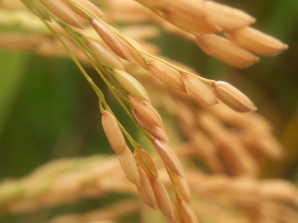 黄水稻种子与散景自然背景的特写图片下载