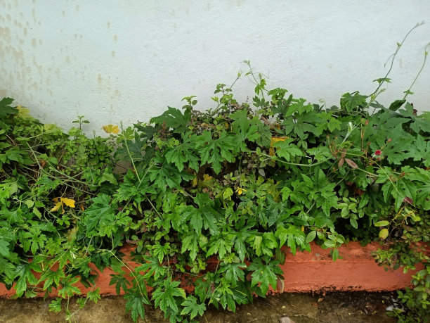 在印度马哈拉施特拉邦的Kolhapur，苦瓜或苦柠檬植物作为一种药攀爬植物生长在家庭花园的库存照片。图片下载