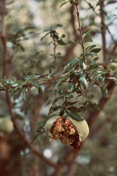 石榴、意大利图片下载