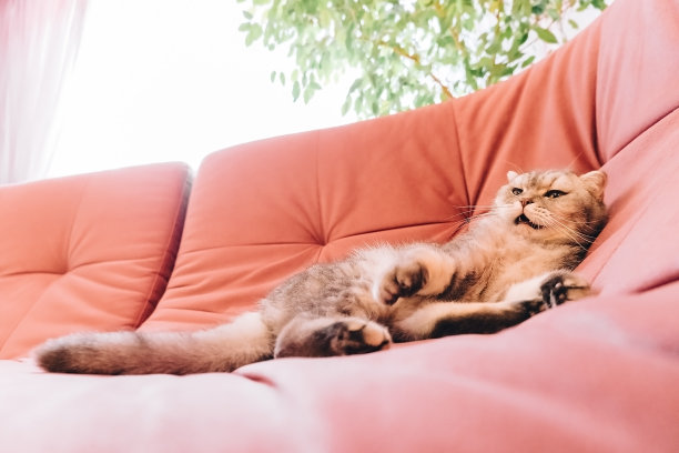 阳光明媚的早晨，毛茸茸的猫躺在房间里粉红色的软沙发上休息图片下载