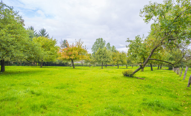 在夏日明媚的阳光下，绿色草地上果园里的苹果树图片下载