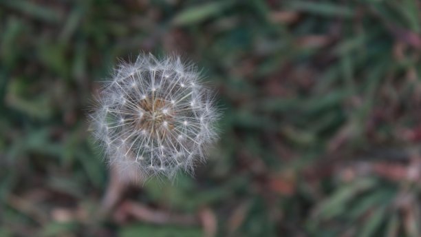 白色的花图片下载