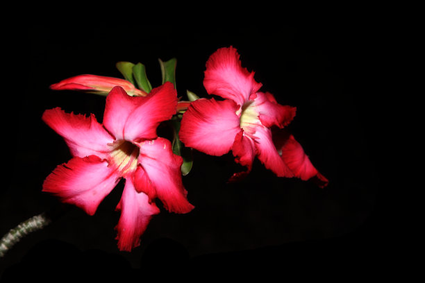 腺荚花开得很漂亮图片下载