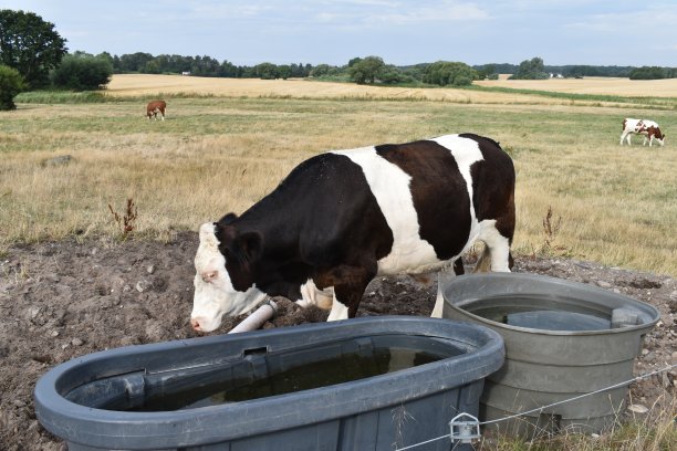 圈地里的牛。图片下载