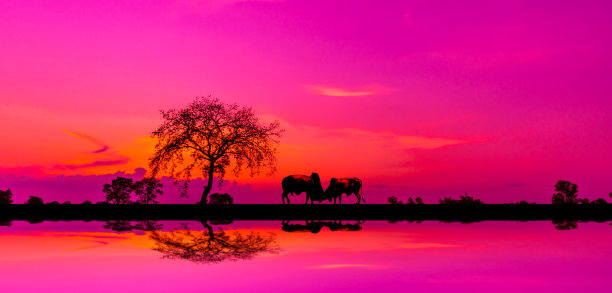 令人惊异的旅行。全景剪影树在非洲与日落。黑暗的树在开阔的田野戏剧性的日出。Safari的主题。长颈鹿，狮子，犀牛。与模糊的影子。图片下载