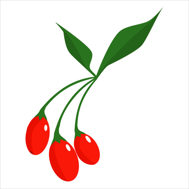 一种有叶子的枸杞浆果。程式化的多色矢量插图。白色背景图片下载