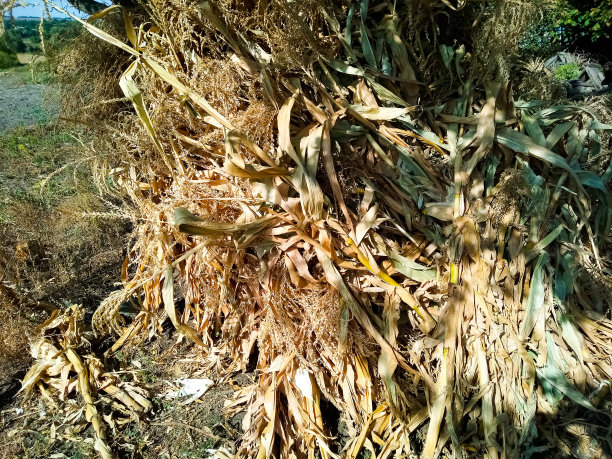 Badyl玉米被分别收集成一堆图片下载