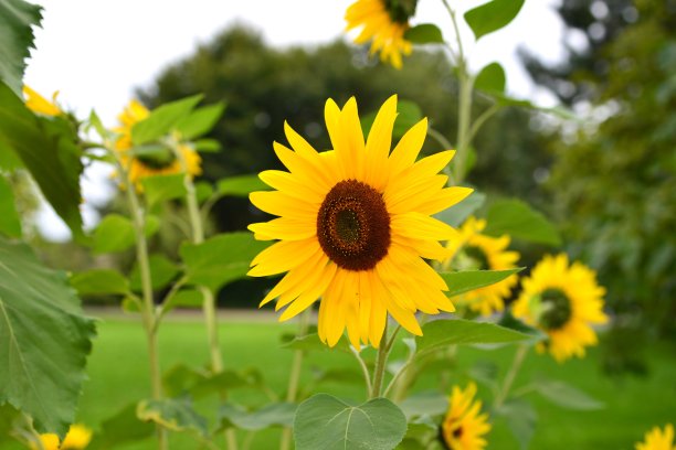 向日葵关闭图片下载