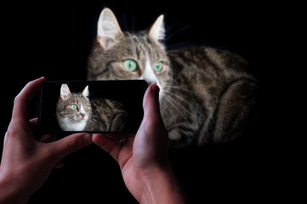 男人在给猫拍照图片下载