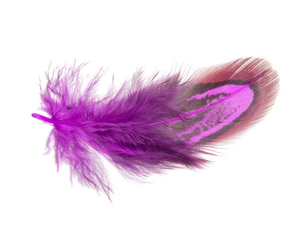 紫色装饰多彩的雉鸡鸟羽毛孤立在白色的背景上图片下载