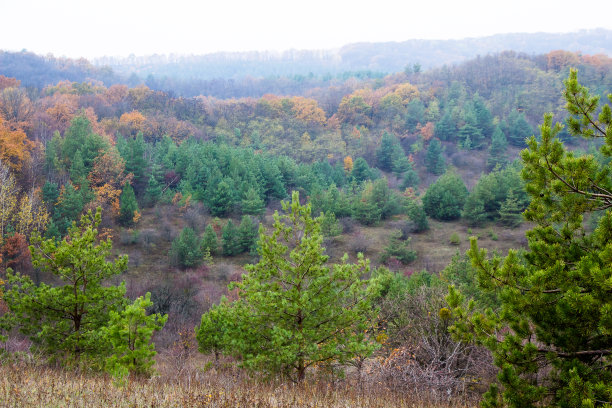 在远处，你可以从山上看到一张落叶和松树林的照片。图片下载