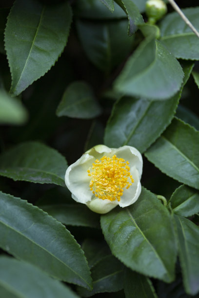 whiet茶花图片下载