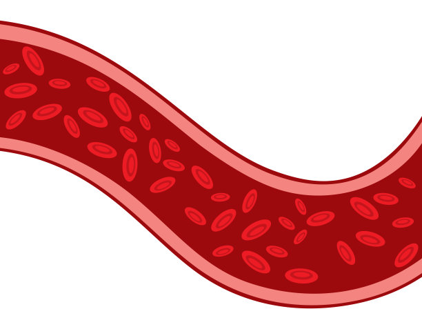 通过静脉流动的红细胞图片下载