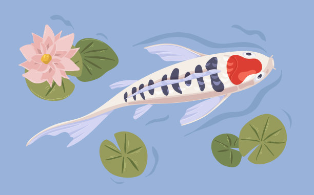 日本锦鲤在花园池塘里游泳图片下载