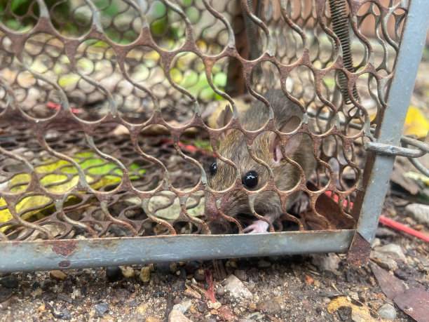 一只老鼠在笼子里，棕色的老鼠被夹在金属笼子里图片下载