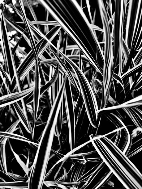 黑白草图片下载