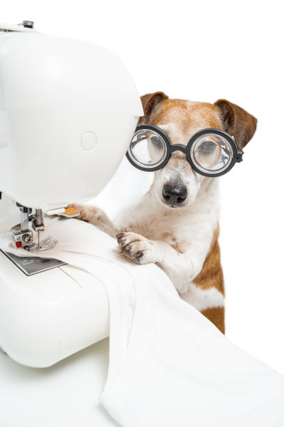 狗在缝白色的衣服。可爱的宠物杰克罗素梗戴着眼镜看着相机工作在缝纫机图片下载
