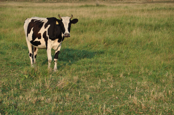 农场牧场上的牛图片下载