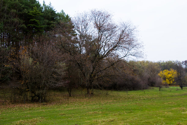 在远处，你可以从山上看到一张落叶和松树林的照片。图片下载