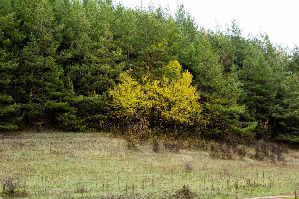 在远处，你可以从山上看到一张松树林的照片。乌克兰图片下载
