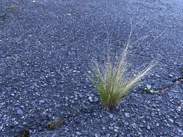 院子里杂草丛生图片下载