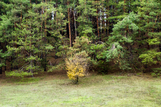 在远处，你可以从山上看到一张松树林的照片。乌克兰图片下载