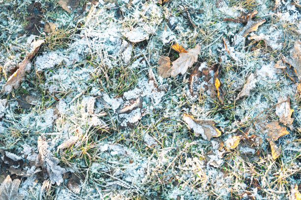 阳光下白雪皑皑的林间空地的如画特写，冬日的背景。图片下载