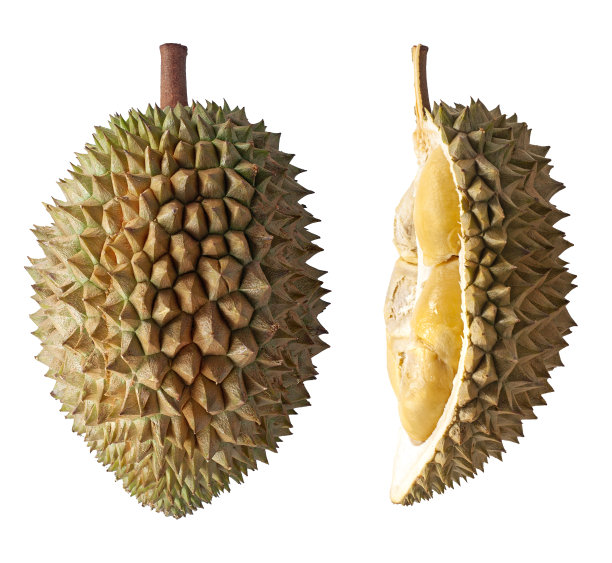 榴梿果实孤立在白色背景上图片下载