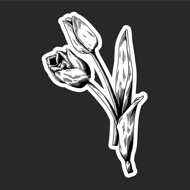 黑白郁金香贴纸，有白边图片下载