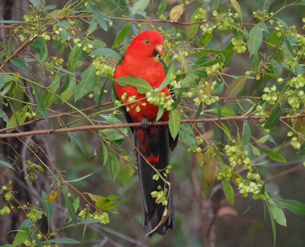 国王的鹦鹉图片下载
