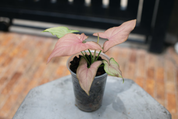 粉红色同步图片下载