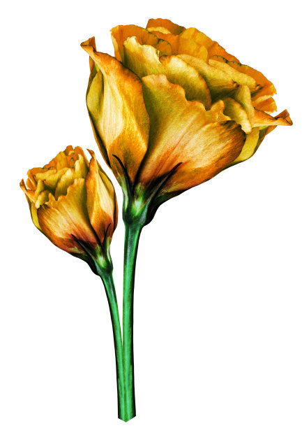 黄色的蔷薇花在白色孤立的背景与修剪路径。特写镜头。为设计。大自然。图片下载