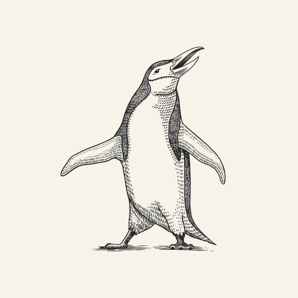 帽带企鹅阿德利巴布亚鸟图片下载